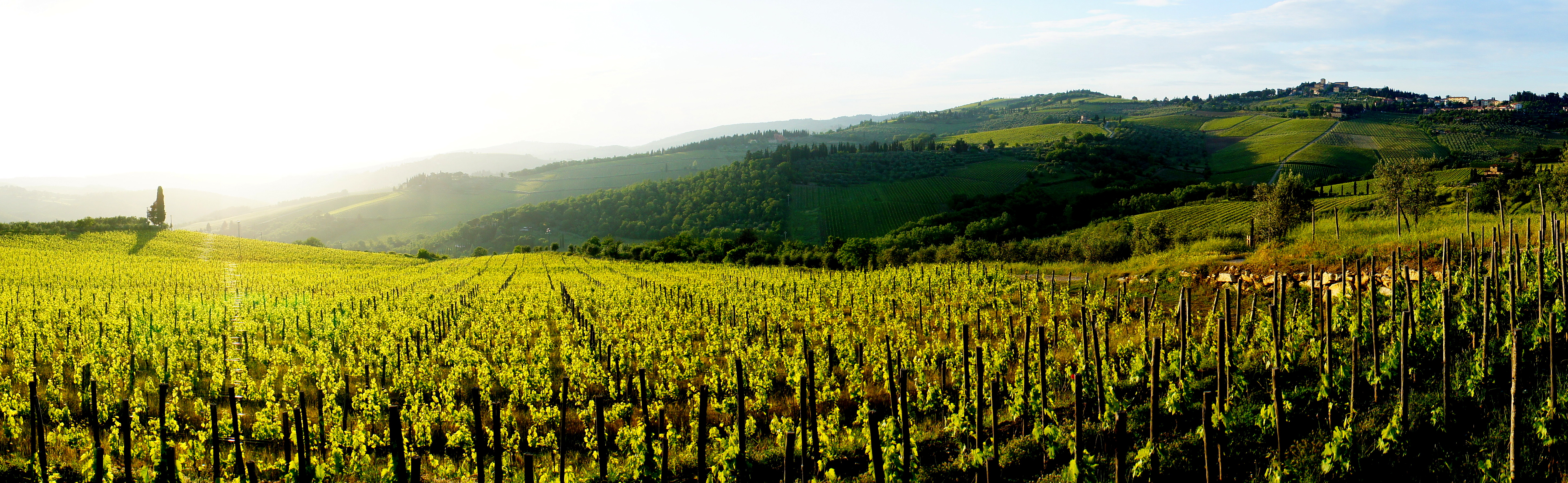 Vigne de Toscane